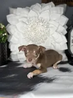 Brownie, a male Chihuahua for sale in Indianapolis, IN – 3 of 5