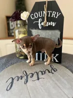 Brownie (Teacup), a male Chihuahua for sale in Indianapolis, IN – 2 of 5