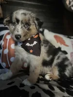 Gunner (Blue Merle), a male Australian Shepherd for sale in Indianapolis, IN – 5 of 6