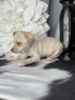 Finn, a male Chihuahua for sale in Indianapolis, IN – 2 of 3