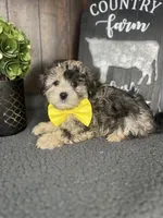 Bailey, a male Shihpoo for sale in Indianapolis, IN – Photo 2 of 4