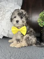 Bailey, a male Shihpoo for sale in Indianapolis, IN – Photo 3 of 4