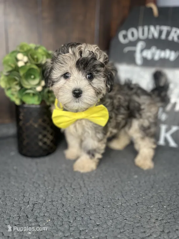 Bailey – Shihpoo puppy for sale in Indianapolis, IN