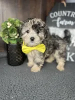 Bailey, a male Shihpoo for sale in Indianapolis, IN – Photo 1 of 4