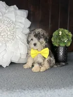 Bailey, a male Shihpoo for sale in Indianapolis, IN – Photo 4 of 4