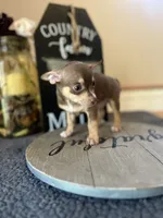 Brownie (Teacup), a male Chihuahua for sale in Indianapolis, IN – 1 of 5