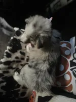 Sadie (Blue Merle), a female Australian Shepherd for sale in Indianapolis, IN – 7 of 7