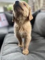Zoey, a female Golden Retriever for sale in Indianapolis, IN – 2 of 6