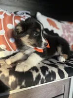 Bruno, a male Australian Shepherd for sale in Indianapolis, IN – 2 of 4