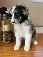 Rucker-(BLUE-MERLE), a male Australian Shepherd for sale in Indianapolis, IN – 7 of 7