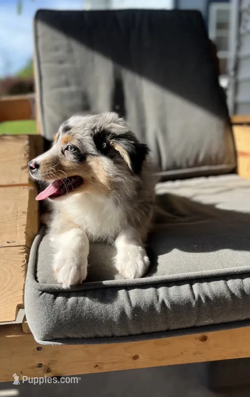 Maddie ((Blue-Merle)) – Australian Shepherd puppy for sale in Indianapolis, IN