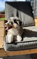 Maddie ((Blue-Merle)), a female Australian Shepherd for sale in Indianapolis, IN – 1 of 9