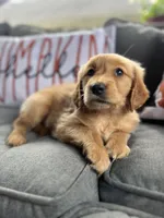 Max, a male Golden Retriever for sale in Indianapolis, IN – 3 of 4