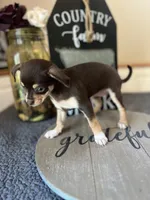 Sasha, a female Chihuahua for sale in Indianapolis, IN – 4 of 4