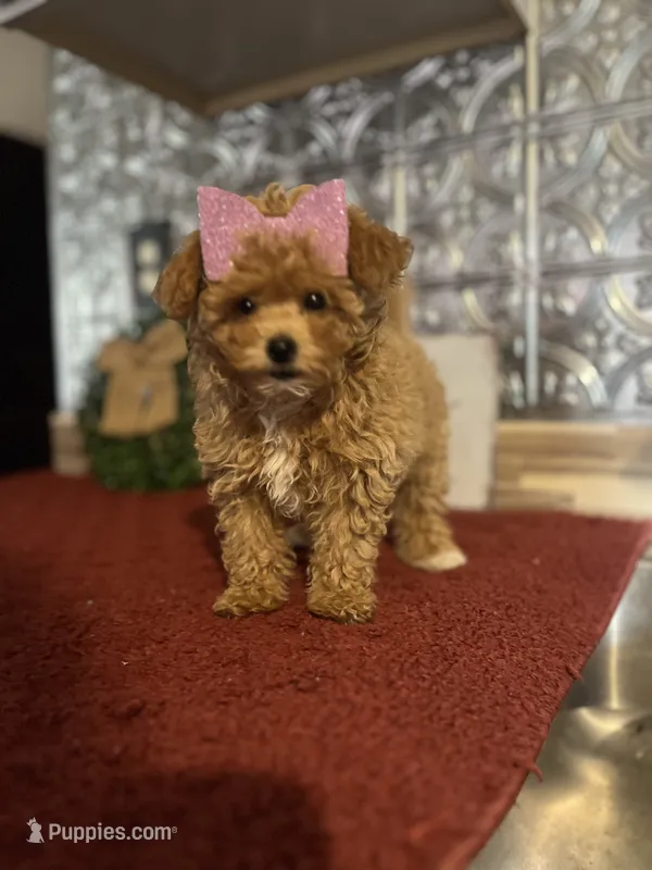 Molly – Pomapoo puppy for sale in Indianapolis, IN