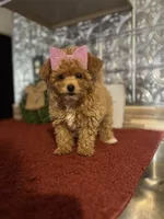 Molly, a female Pomapoo for sale in Indianapolis, IN – 1 of 5