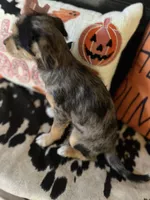 Bella (Blue Merle), a female Chipoo for sale in Indianapolis, IN – 4 of 4