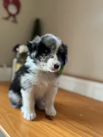 Rucker-(BLUE-MERLE), a male Australian Shepherd for sale in Indianapolis, IN – 6 of 7