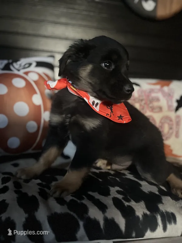 Bow – Australian Shepherd puppy for sale in Indianapolis, IN