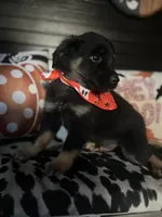 Bow, a male Australian Shepherd for sale in Indianapolis, IN – 1 of 6
