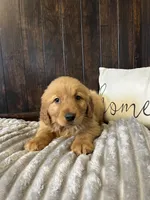 Chloe, a female Golden Retriever for sale in Indianapolis, IN – Photo 1 of 2