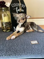 Sophie (Merle), a female Chihuahua for sale in Indianapolis, IN – 2 of 4