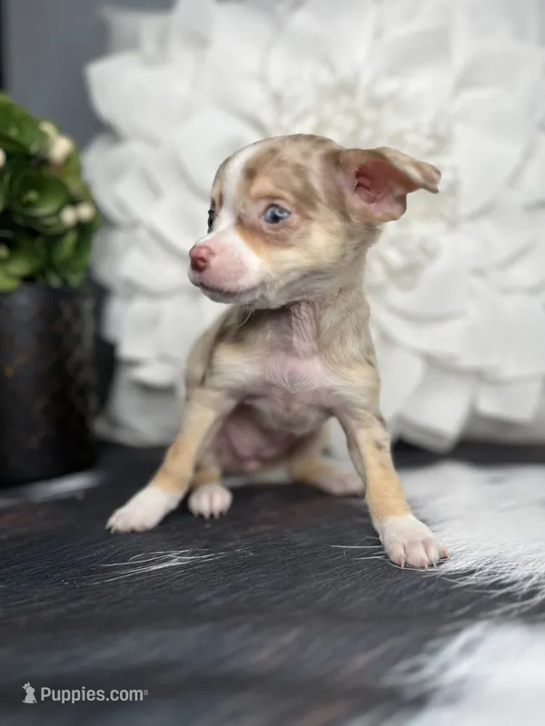 Sasha-Teacup – Chihuahua puppy for sale in Indianapolis, IN