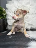 Sasha-Teacup, a female Chihuahua for sale in Indianapolis, IN – 1 of 5