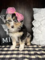 Maggie, a female Australian Shepherd for sale in Indianapolis, IN – 5 of 5