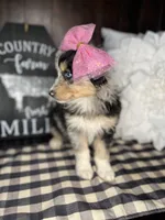 Maggie, a female Australian Shepherd for sale in Indianapolis, IN – 4 of 5