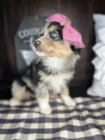 Maggie, a female Australian Shepherd for sale in Indianapolis, IN – 2 of 5