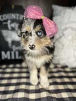 Maggie, a female Australian Shepherd for sale in Indianapolis, IN – 3 of 5