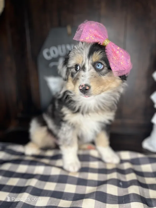 Maggie – Australian Shepherd puppy for sale in Indianapolis, IN