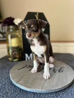 Bruno, a male Chihuahua for sale in Indianapolis, IN – 2 of 3
