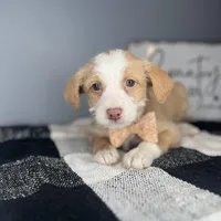 Tucker, a male Chipoo for sale in Indianapolis, IN – Photo 1 of 4