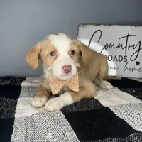 Tucker, a male Chipoo for sale in Indianapolis, IN – Photo 4 of 4