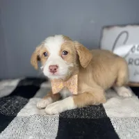Tucker, a male Chipoo for sale in Indianapolis, IN – Photo 3 of 4