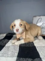 Tucker, a male Chipoo for sale in Indianapolis, IN – Photo 3 of 4