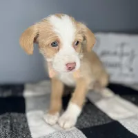 Tucker, a male Chipoo for sale in Indianapolis, IN – Photo 2 of 4