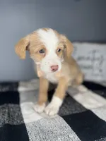 Tucker, a male Chipoo for sale in Indianapolis, IN – Photo 2 of 4