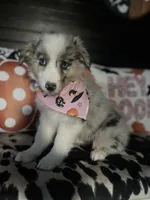 Sadie (Blue Merle), a female Australian Shepherd for sale in Indianapolis, IN – 5 of 7