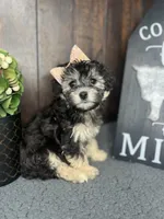 Riley, a female Yorkipoo for sale in Indianapolis, IN – Photo 3 of 3