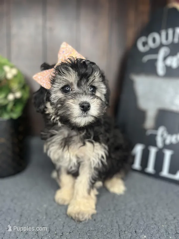 Riley – Yorkipoo puppy for sale in Indianapolis, IN