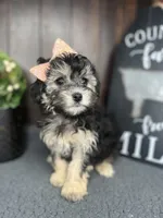 Riley, a female Yorkipoo for sale in Indianapolis, IN – Photo 1 of 3