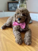 Charlie, a male Poodle - Miniature  for sale in Indianapolis, IN – 4 of 7