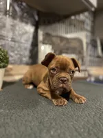 Jada, a female French Bulldog for sale in Indianapolis, IN – 4 of 5
