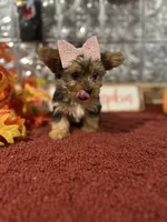 Bella, a female Yorkshire Terrier for sale in Indianapolis, IN – 3 of 7