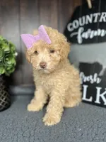 Bella, a female Poodle - Toy  for sale in Indianapolis, IN – Photo 6 of 7
