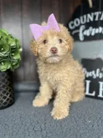 Bella, a female Poodle - Toy  for sale in Indianapolis, IN – Photo 7 of 7