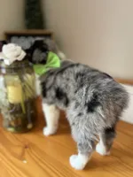 Rucker-(BLUE-MERLE), a male Australian Shepherd for sale in Indianapolis, IN – 3 of 7